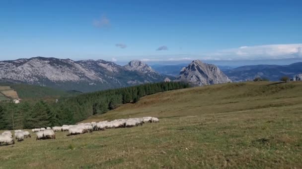 Flock Sheep Walking Fields Urkiola Sunny Summer Morning — Stock Video