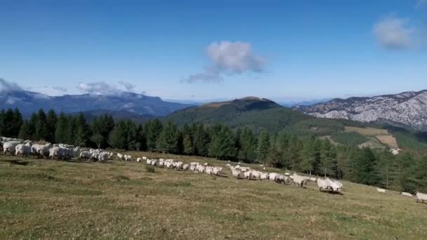 Flock Sheep Running Fields Urkiola Sunny Summer Morning — Stock Video
