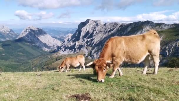 Vaca Pastando Tranquilamente Los Campos Urkiola Soleado Día Verano Paisaje — Vídeos de Stock
