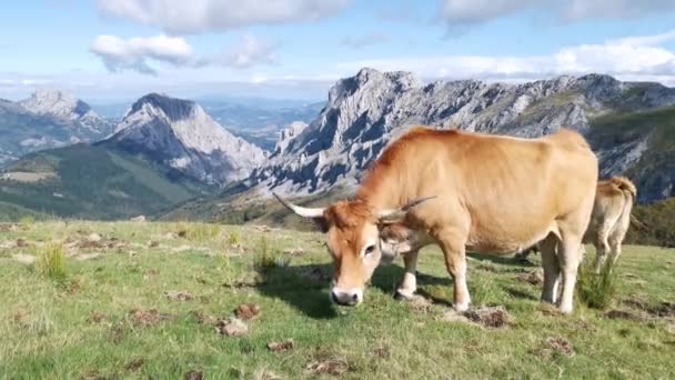 Koe Grazen Rustig Velden Van Urkiola Een Zonnige Zomerdag Alpenlandschap — Stockvideo