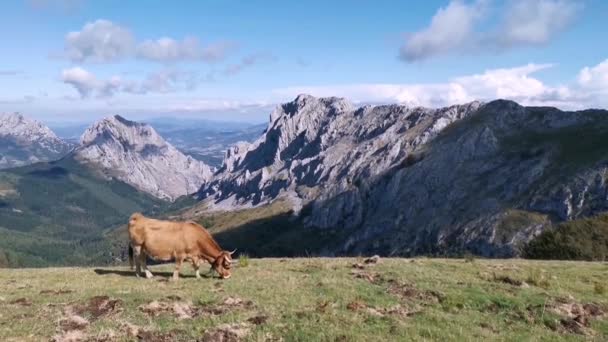 Krávy Tiše Pasou Polích Urkioly Slunečného Letního Dne Alpská Krajina — Stock video