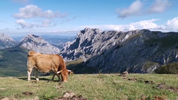 Koe Grazen Rustig Velden Van Urkiola Een Zonnige Zomerdag Alpenlandschap — Stockvideo