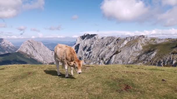 Calf Berbaring Padang Rumput Untuk Beristirahat Dan Berjemur — Stok Video