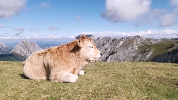 Vitelli Che Riposano Sole Nei Prati Una Soleggiata Mattina Estate — Video Stock