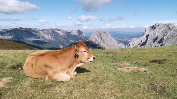 Kalveren Rusten Zon Weiden Een Zonnige Zomerochtend — Stockvideo