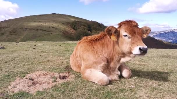 Kalveren Rusten Zon Weiden Een Zonnige Zomerochtend — Stockvideo