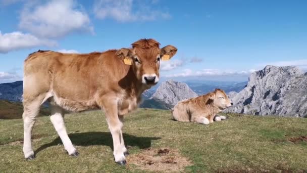 カメラを見て好奇心旺盛な子牛 高山景観の背景 — ストック動画