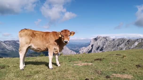 Nieuwsgierig Kalf Dat Naar Camera Kijkt Alpenlandschap Achtergrond — Stockvideo