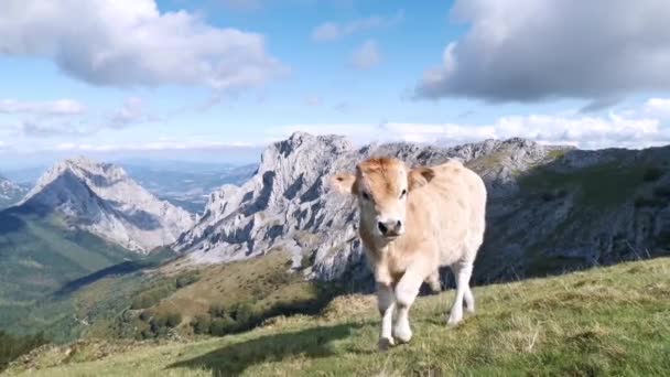 Zvědavé Tele Dívá Kamery Alpské Krajiny Pozadí — Stock video
