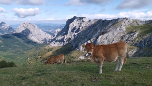 Anak Sapi Penasaran Melihat Kamera Latar Belakang Lanskap Alpen — Stok Video