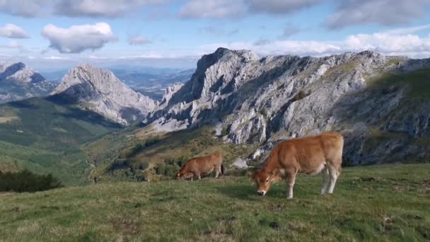 Bezerro Curioso Olhar Para Câmara Paisagem Alpina Fundo — Vídeo de Stock