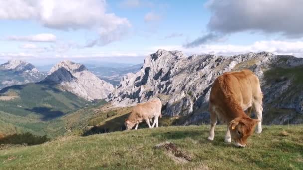 牧草地での子牛の放牧1晴れた夏の朝 — ストック動画