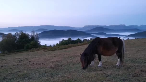日の出の牧草地で孤独な馬の放牧 背景に低い雲と山 — ストック動画