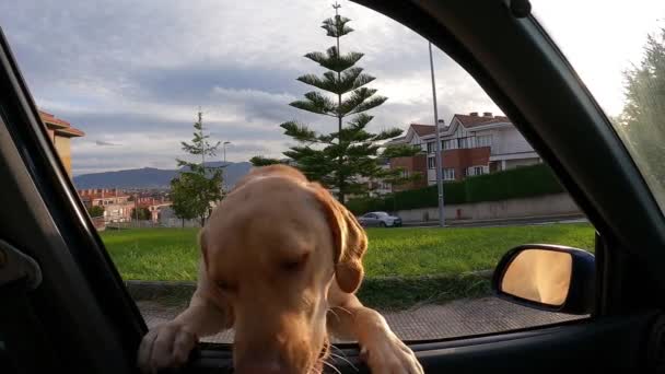 Labrador Retriever Hond Klimt Uit Het Autoraam Zoek Naar Voedsel — Stockvideo