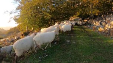 Öğleden sonra dağlardan kaçan koyun sürüsü..