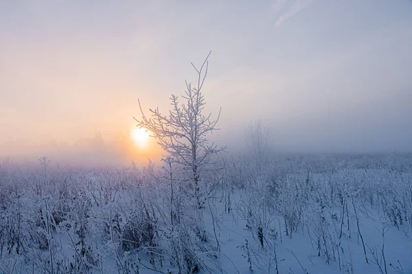 Fabelhafter Nebliger Morgen Winterlandschaft — Stockfoto