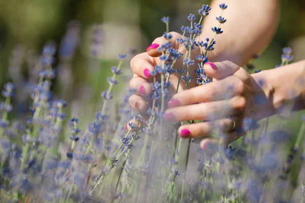 Kvinnlig hand röra lavendelblommor — Stockfoto