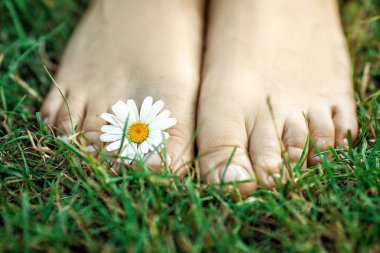 bare feet with daisy on green grass clipart