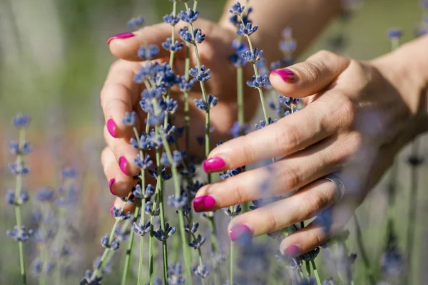 Kvinnlig hand röra lavendelblommor — Stockfoto