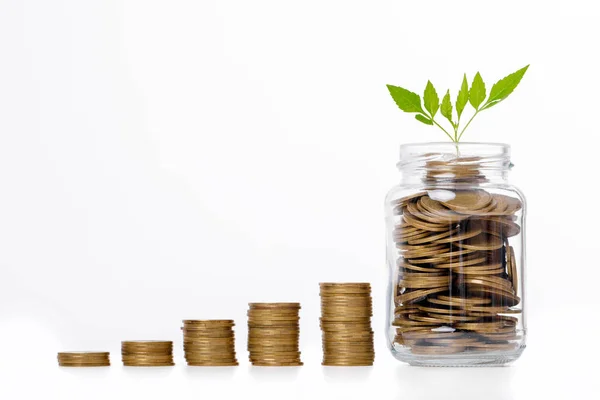 Plant groeit in munten glazen pot voor geld — Stockfoto