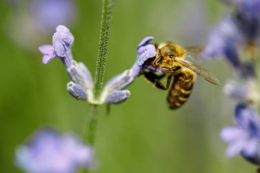 çiçek üzerinde oturan bal arısı