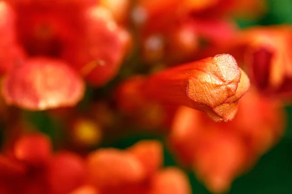 Campi di fiori nella soleggiata giornata estiva — Foto Stock