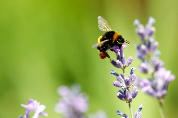 Mel abelha sentado na flor — Fotografia de Stock