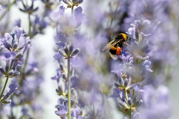 Mel abelha sentado na flor — Fotografia de Stock