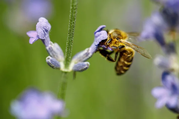 Honungsbiet sitter på blomma — Stockfoto