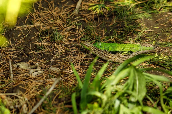 Lizard in the garden — Stock Photo, Image