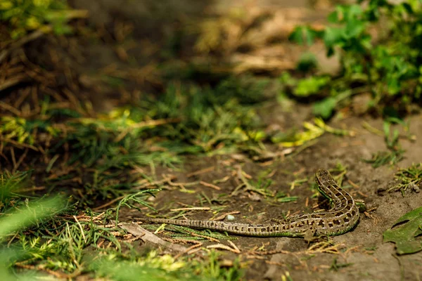 Lagarto Jardim Dia Ensolarado Verão — Fotografia de Stock