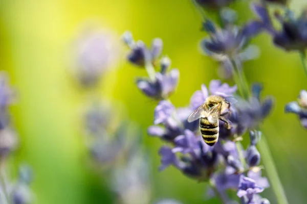 Mel abelha sentado na flor — Fotografia de Stock