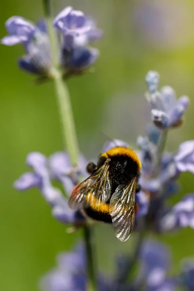 Ape miele seduto su fiore — Foto Stock