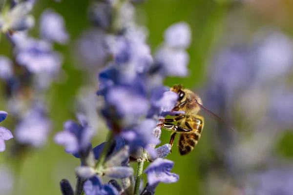 Honungsbiet sitter på blomma — Stockfoto