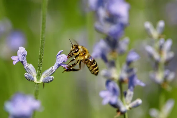 Honigbiene sitzt auf Blume — Stockfoto