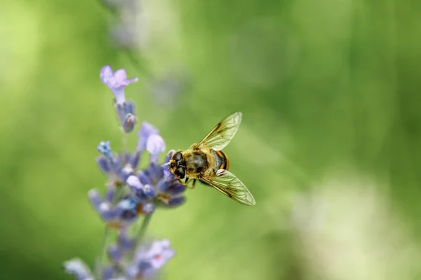 Honigbiene sitzt auf Blume — Stockfoto