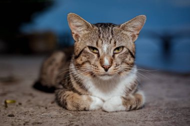 kahverengi gözlü kedi portresi