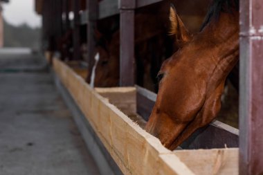 horses in the paddock eating dry grass clipart