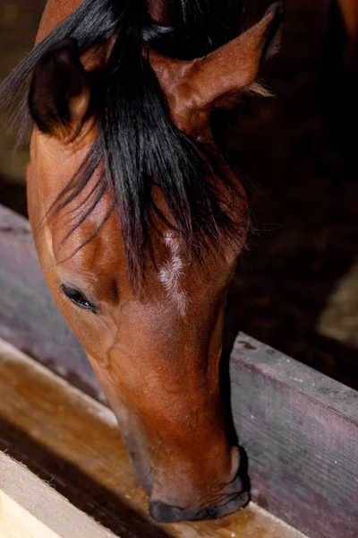 Cavalos na paddock comendo grama seca — Fotografia de Stock