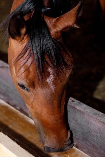 Chevaux dans le paddock manger de l'herbe sèche — Photo