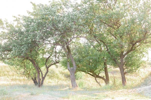 Grupo de árboles en la colina contra el sol —  Fotos de Stock