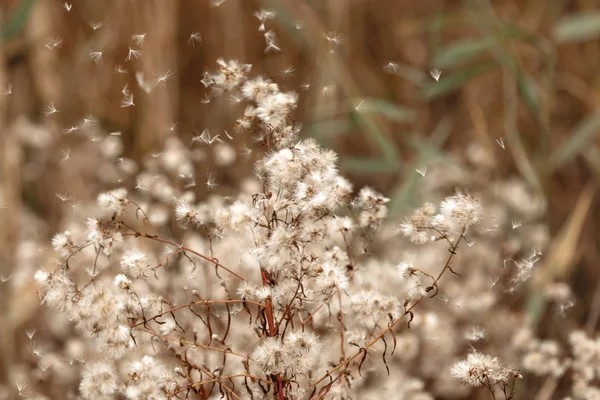 Flauschige Löwenzahnsamen vom Wind verweht — Stockfoto