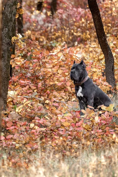 Big black dog in autumn leaves. Fall — Stock Photo, Image