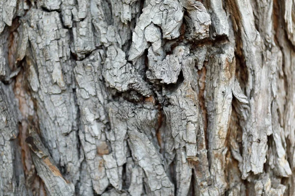 Close up van boom schors textuur achtergrond. — Stockfoto