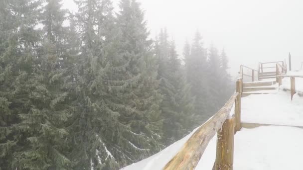 Schneesturm im Bergwald. — Stockvideo