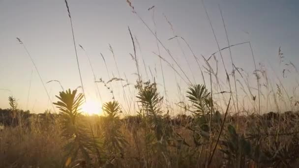 Fält med gräs. Solnedgången bakom silhuetten av gräs — Stockvideo