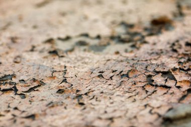 Eski ağaç kabuğu arkaplanını kapat.