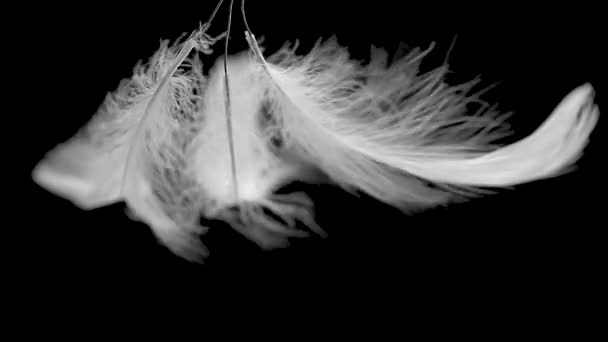 Plumes blanches balancent sur un fond noir — Video