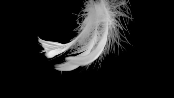 La pluma blanca se balancea sobre un fondo negro — Vídeo de stock