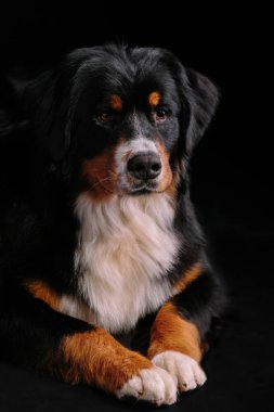 Bernese dağ köpeği siyah arka plan